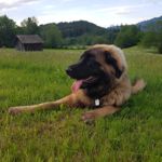 Aragon Vigos, Hellblaues Halsband